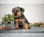 Small Photo #9 Yorkshire Terrier Puppy For Sale in MONROE, IN, USA