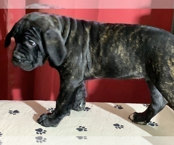 Medium Photo #143 Cane Corso Puppy For Sale in COTTAGE GROVE, OR, USA
