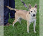 Small #2 Carolina Dog-Huskies  Mix