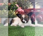 Small #1 Papillon