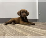 Small #2 Labrador Retriever Mix