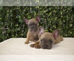 Small Photo #3 French Bulldog Puppy For Sale in PALM SPRINGS, CA, USA
