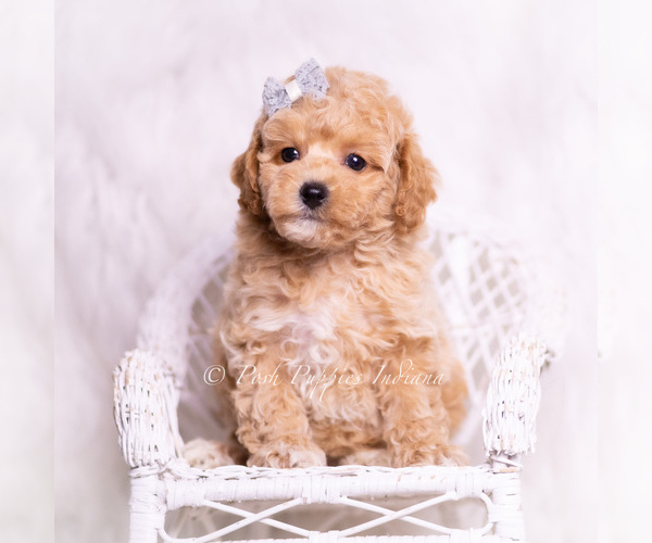 Medium Photo #5 Poodle (Toy) Puppy For Sale in WARSAW, IN, USA
