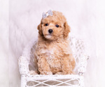 Small #4 Poodle (Toy)