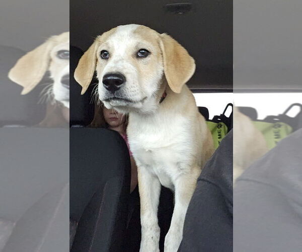 Medium Photo #1 Labrador Retriever-Unknown Mix Puppy For Sale in Evansville, IN, USA