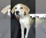 Small Labrador Retriever Mix