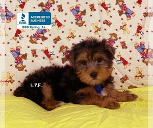Yorkshire Terrier Puppy for sale in WINNSBORO, LA, USA