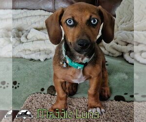 Maddie Luna - Female Dachshund Dog for Adoption - Photo #4