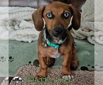 Small Photo #4 Dachshund Puppy For Sale in San Antonio, TX, USA