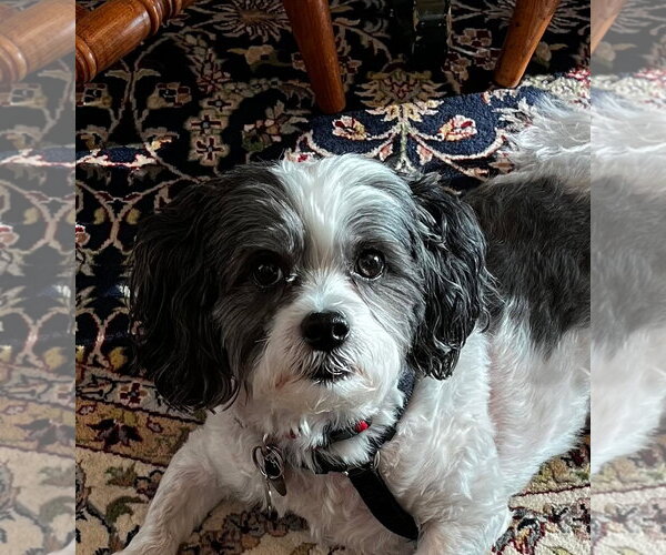 Medium Photo #4 Shih Tzu Puppy For Sale in Mooresville, NC, USA