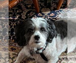 Small #3 Shih Tzu
