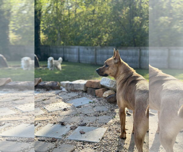 Medium Photo #15 Carolina Dog-Unknown Mix Puppy For Sale in Mount Airy, NC, USA