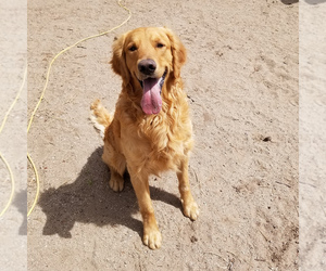 Father of the Goldendoodle puppies born on 04/21/2025