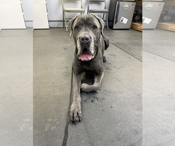 Medium Photo #1 Mastiff-Unknown Mix Puppy For Sale in Derwood, MD, USA