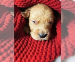 Small Photo #27 Goldendoodle Puppy For Sale in WOODLAND, AL, USA