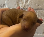 Puppy Euclid Goldendoodle (Miniature)