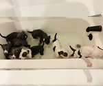 Small Photo #24 American Pit Bull Terrier Puppy For Sale in MOORESBURG, TN, USA