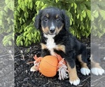 Image preview for Ad Listing. Nickname: Bella