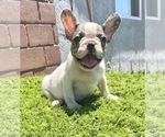 Small Photo #50 French Bulldog Puppy For Sale in CHARLOTTE, NC, USA