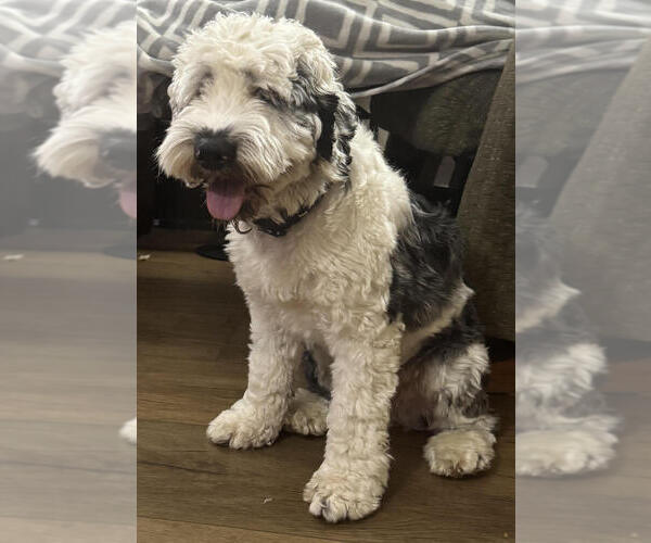 Medium Photo #4 Cock-A-Poo-Unknown Mix Puppy For Sale in Raleigh, NC, USA