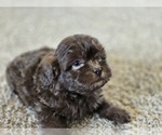 Small #7 ShihPoo