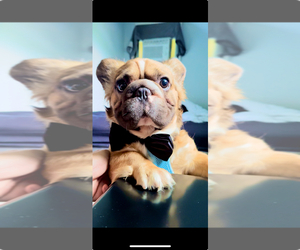 French Bulldog Puppy for sale in OBERLIN, OH, USA