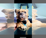 Small French Bulldog