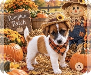Jack Russell Terrier Puppy for sale in NASHVILLE, NC, USA