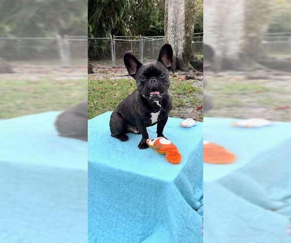 Medium Photo #2 French Bulldog Puppy For Sale in Weston, FL, USA