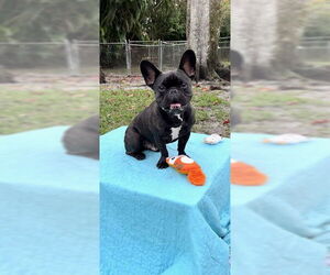 Percy - Male French Bulldog Dog for Adoption - Photo #2