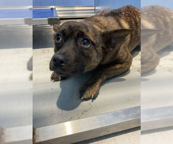 Medium Photo #1 Chihuahua-Unknown Mix Puppy For Sale in San Bernardino, CA, USA