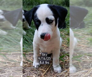 Mutt Dogs for adoption in Springdale, PA, USA