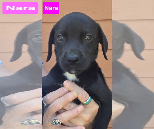 Medium Photo #3 Labrador Retriever-Unknown Mix Puppy For Sale in Alexander, AR, USA
