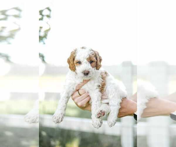 Medium Photo #77 Goldendoodle (Miniature) Puppy For Sale in FREDERICA, DE, USA