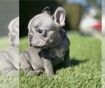 Small Photo #3 French Bulldog Puppy For Sale in MANCHESTER, NH, USA