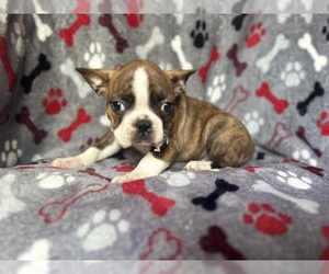 French Bulldog Puppy for sale in LAKELAND, FL, USA