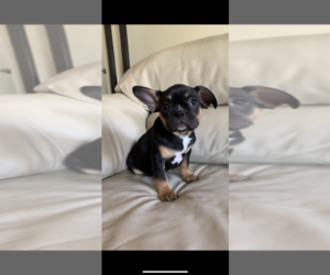 French Bulldog Puppy for sale in PRESCOTT, AZ, USA
