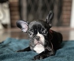 Puppy Puppy 5 Zeus French Bulldog