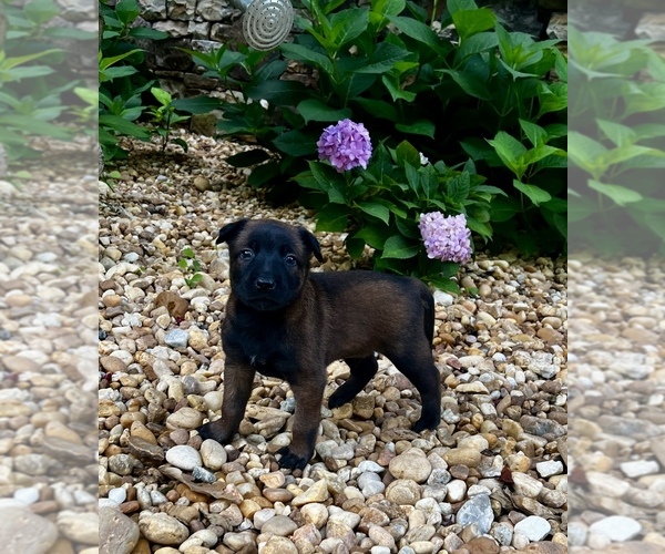 Medium Photo #15 Belgian Malinois Puppy For Sale in BURNINGTOWN, NC, USA