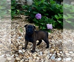 Small Photo #15 Belgian Malinois Puppy For Sale in BURNINGTOWN, NC, USA
