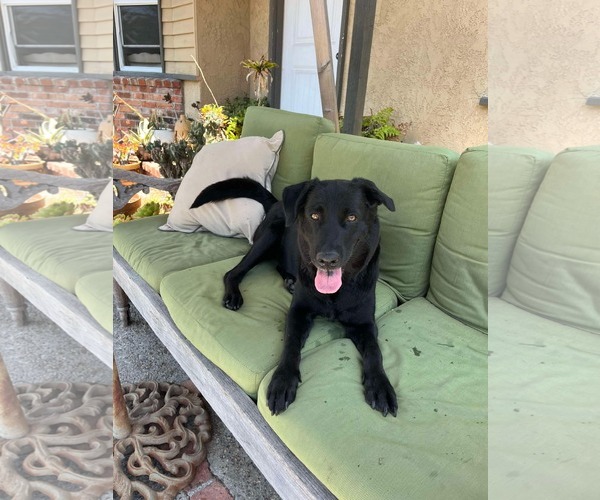 Medium Photo #7 Labrador Retriever Puppy For Sale in San Diego, CA, USA