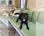 Small #6 Labrador Retriever