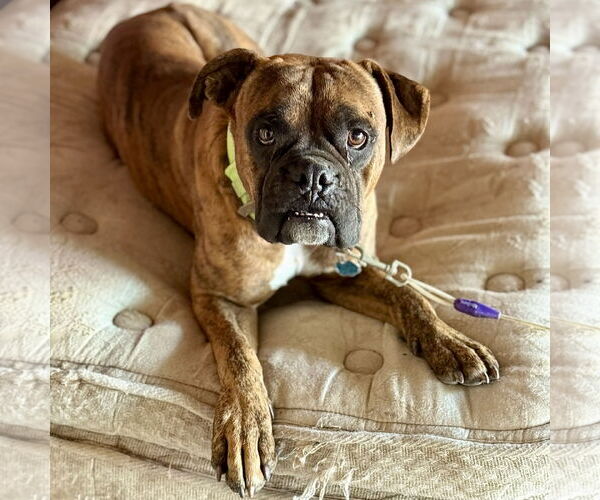 Medium Photo #1 Boxer Puppy For Sale in Dumont, NJ, USA