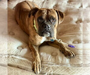 Boxer Dogs for adoption in Dumont, NJ, USA