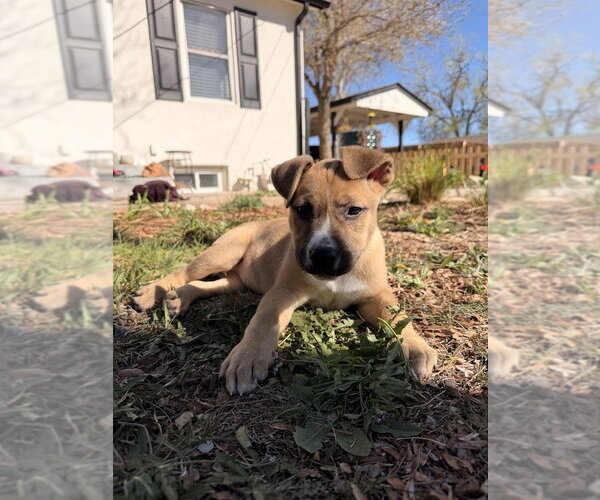 Medium Photo #13 German Shepherd Dog-Unknown Mix Puppy For Sale in Lakewood, CO, USA