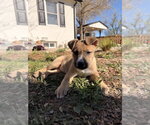Small #12 German Shepherd Dog Mix