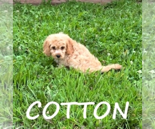 Medium Photo #2 Cock-A-Poo Puppy For Sale in HARTLAND, MN, USA