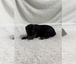 Small Photo #37 Cavapoo mix (+ Poodle Miniature) Puppy For Sale in MUNFORDVILLE, KY, USA
