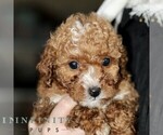 Small #3 Poodle (Miniature)
