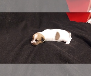 Jack Russell Terrier Puppy for sale in SILER CITY, NC, USA